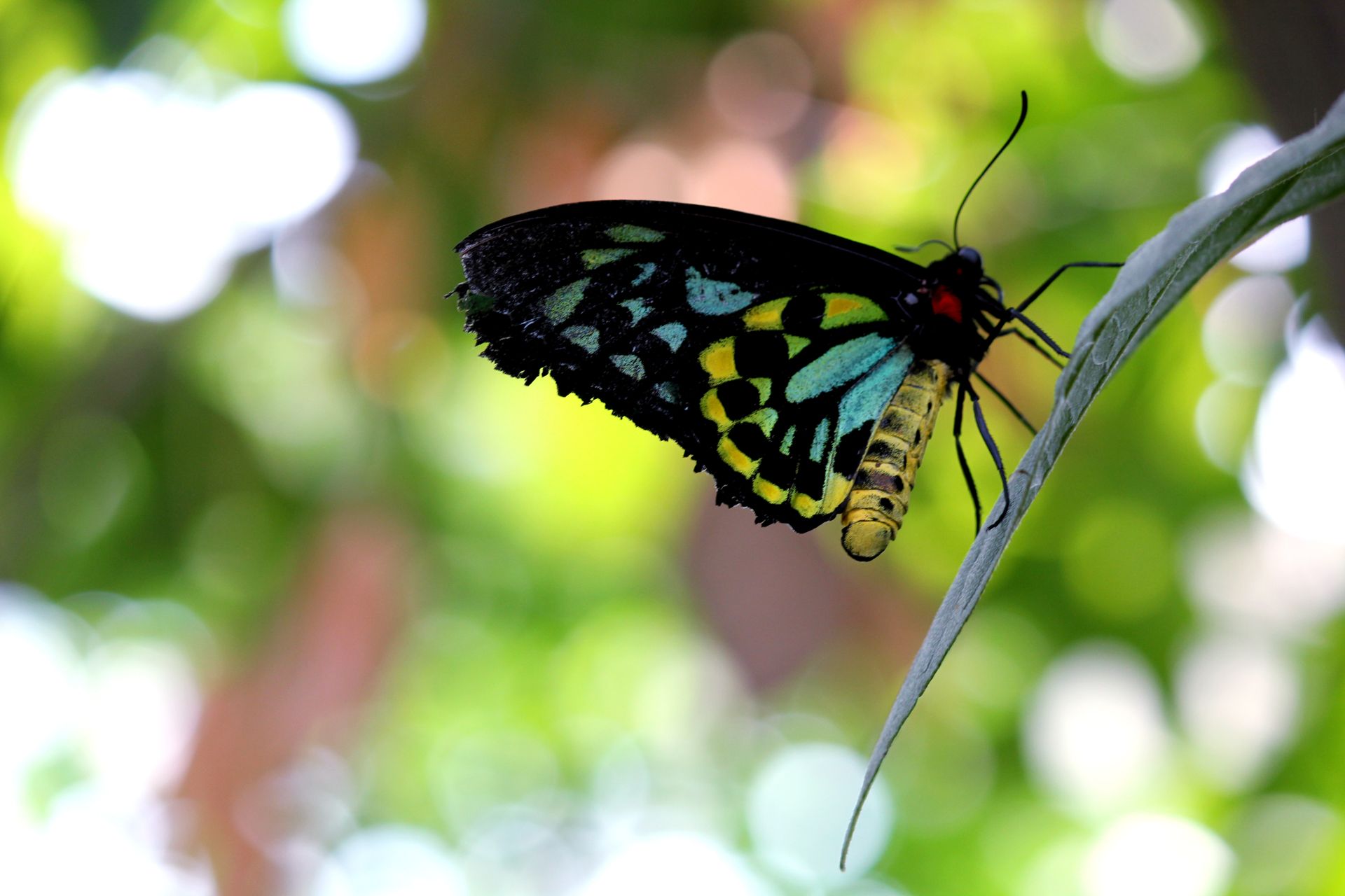 Close-up of a Queen Alexandra's Birdwing butterfly perched on a leaf with a blurred green background.