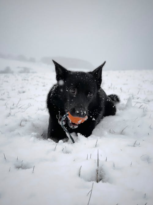 Photos gratuites de adorable, animal de compagnie, canin