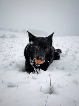 A black dog playing with an orange ball in the snow, showcasing winter fun.