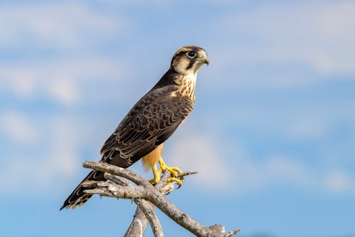 Photos gratuites de aviaire, branche d'arbre, chordata