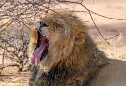 A lion yawning and resting under a tree in its natural habitat, capturing the essence of wildlife.