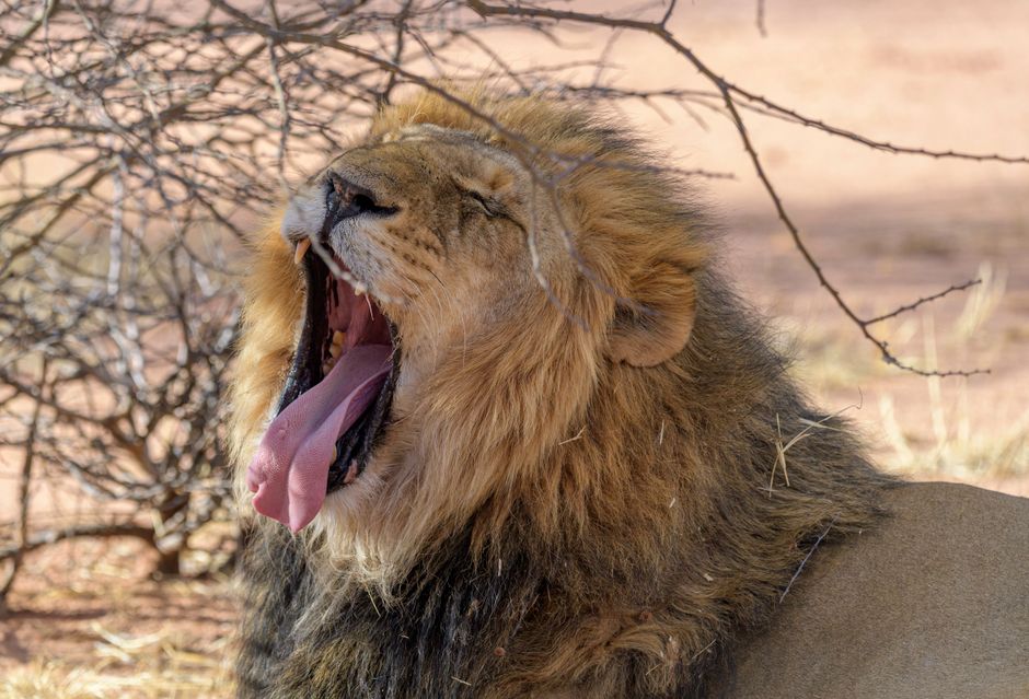 A lion yawning and resting under a tree in its natural habitat, capturing the essence of wildlife.