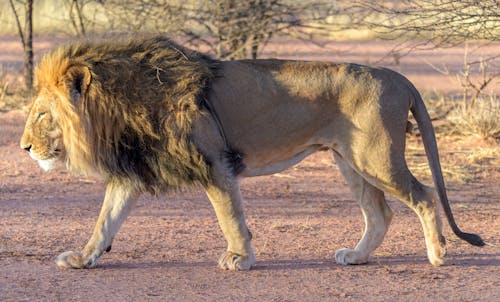 Photos gratuites de animal, faune, lion