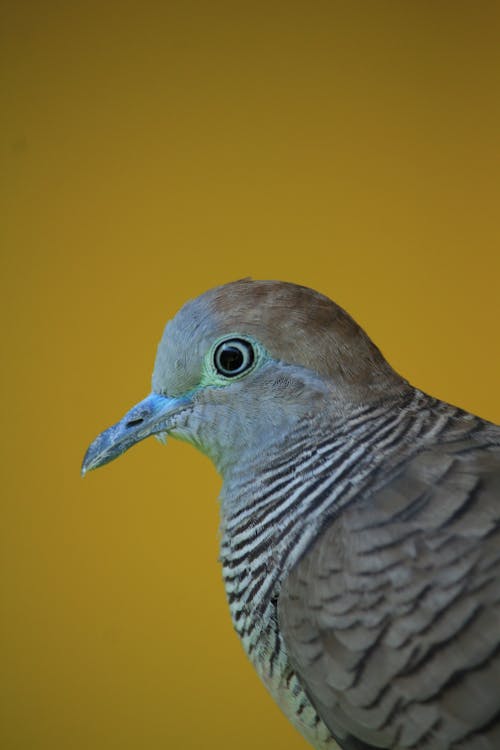 파란 눈을 가진 회색과 흰색 새