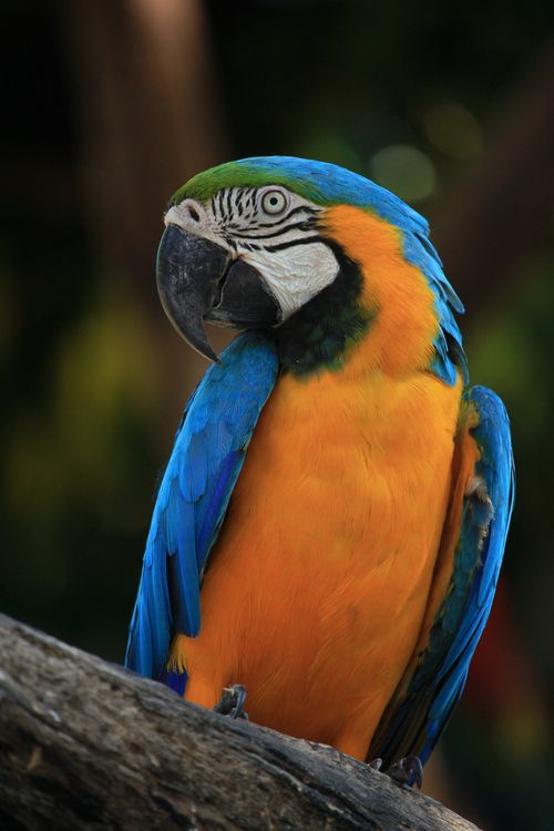 Free Close-up of a colorful blue and yellow macaw perched on a branch, showcasing vibrant plumage. Stock Photo
