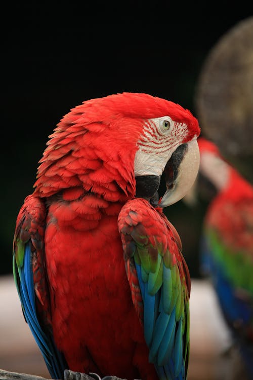 Красный синий и зеленый попугай