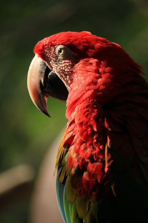 Free Close-up of a vibrant scarlet macaw perched outdoors in vivid sunlight. Stock Photo