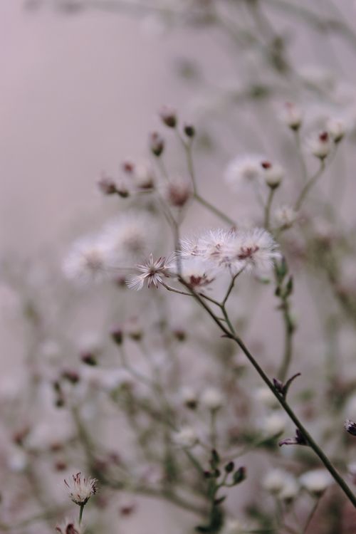 Free A close-up shot of dandelions with a soft, blurred background, highlighting delicate floral details. Stock Photo
