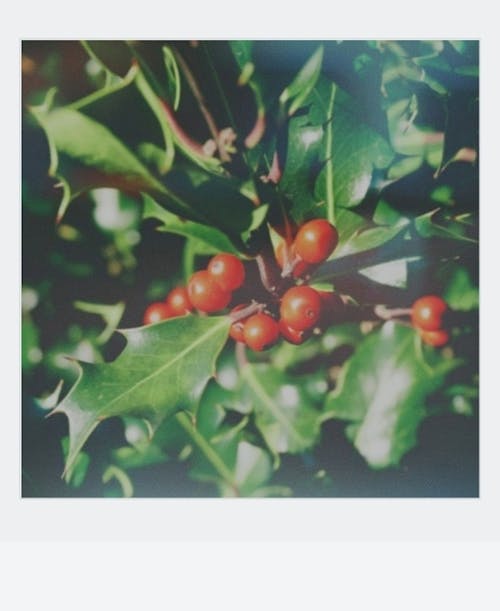 Holly Berries and Green Leaves in Close-up Photography