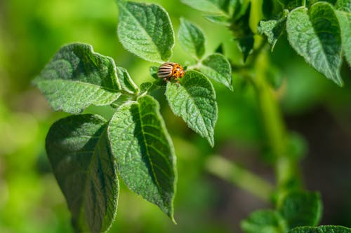 Beetle Resting on Leaf