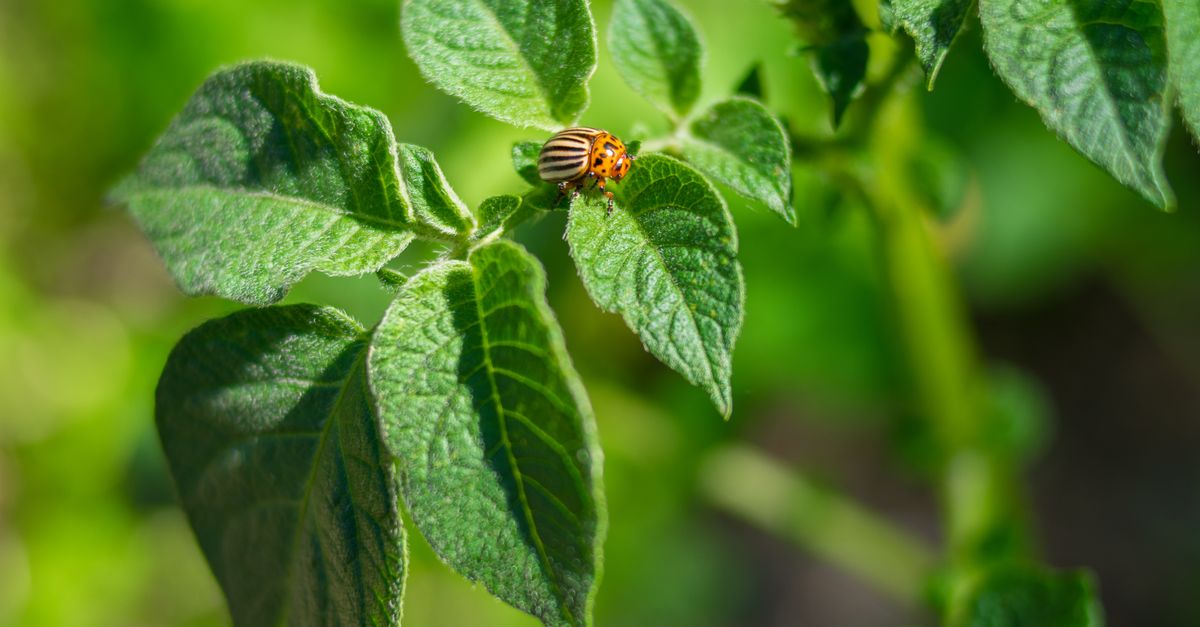 Cómo combatir plagas de manera orgánica en tu jardín