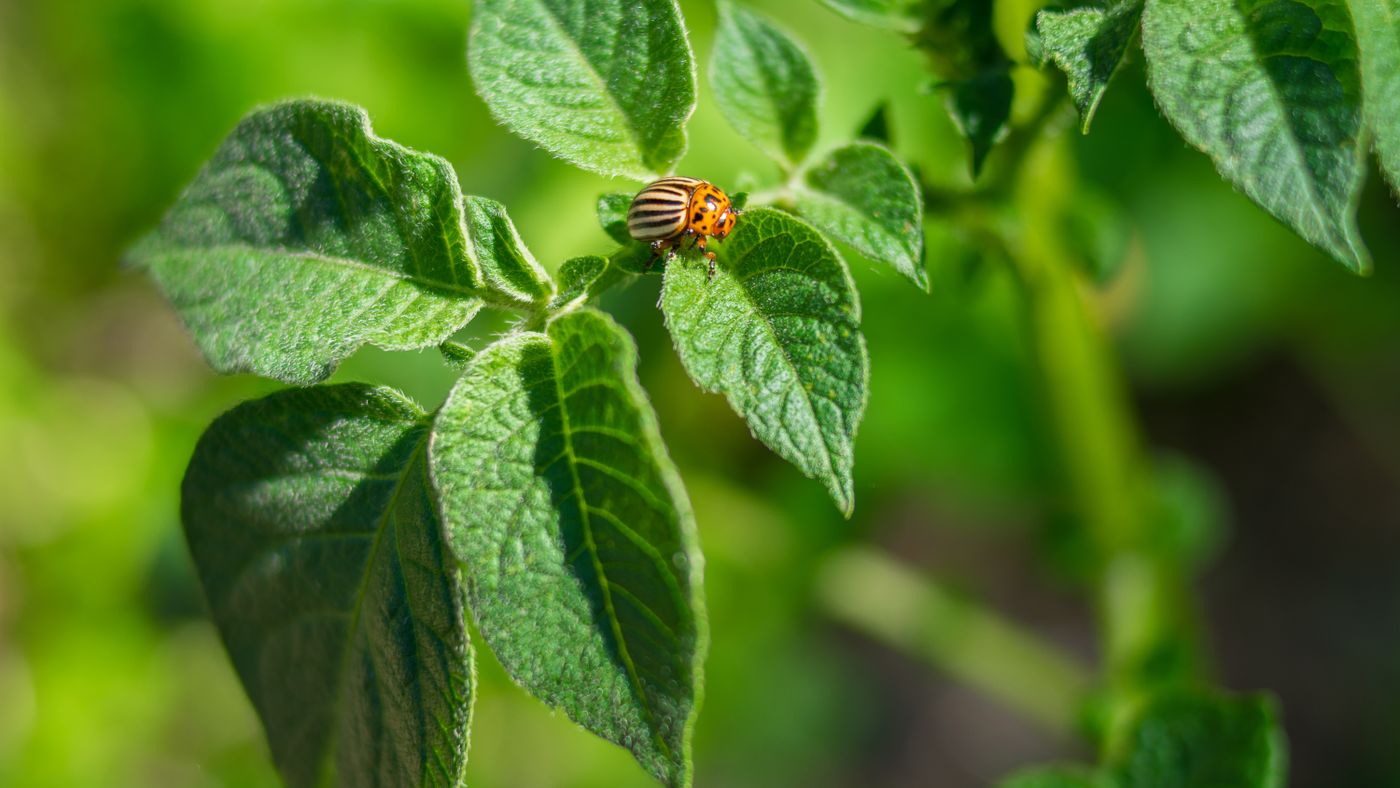Safe, Natural Pest Control for Your Garden