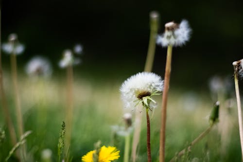Imagine de stoc gratuită din a închide, alb, floare