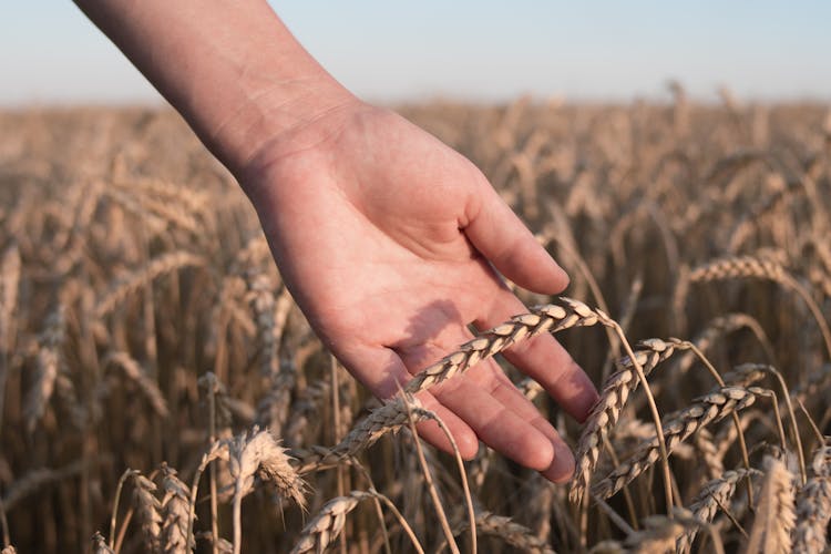 Hand Touching Wheat Heads