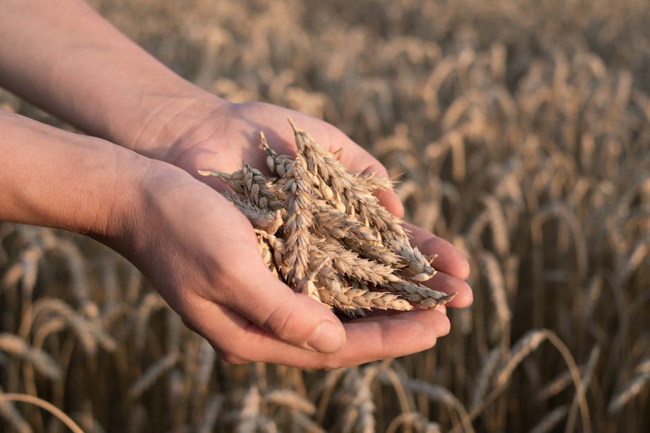 How Betterment’s Tax Loss Harvesting Boosts Returns for New Investors Close-up of hands holding ripe wheat ears in a sunlit field, symbolizing agriculture.