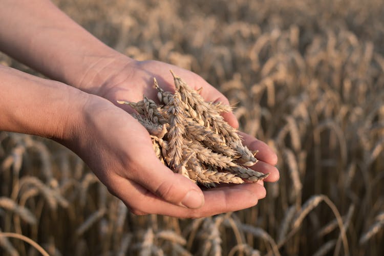 Person Holding Handful Of Wheat Spikes