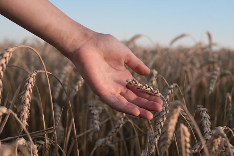 Hand Touching Wheat In Field