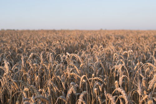 Fotos de stock gratuitas de campo agrícola, campos de cultivo, cereales