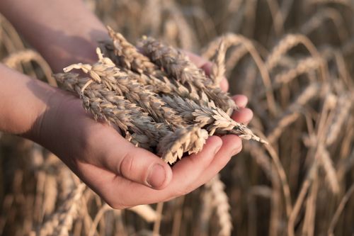 Free Hands gently holding wheat stalks in a sunlit field, showcasing agricultural abundance. Stock Photo