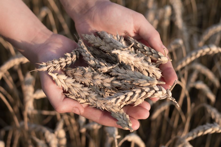 Close-up of hands holding wheat ears in a sunlit field, depicting harvest and agriculture.