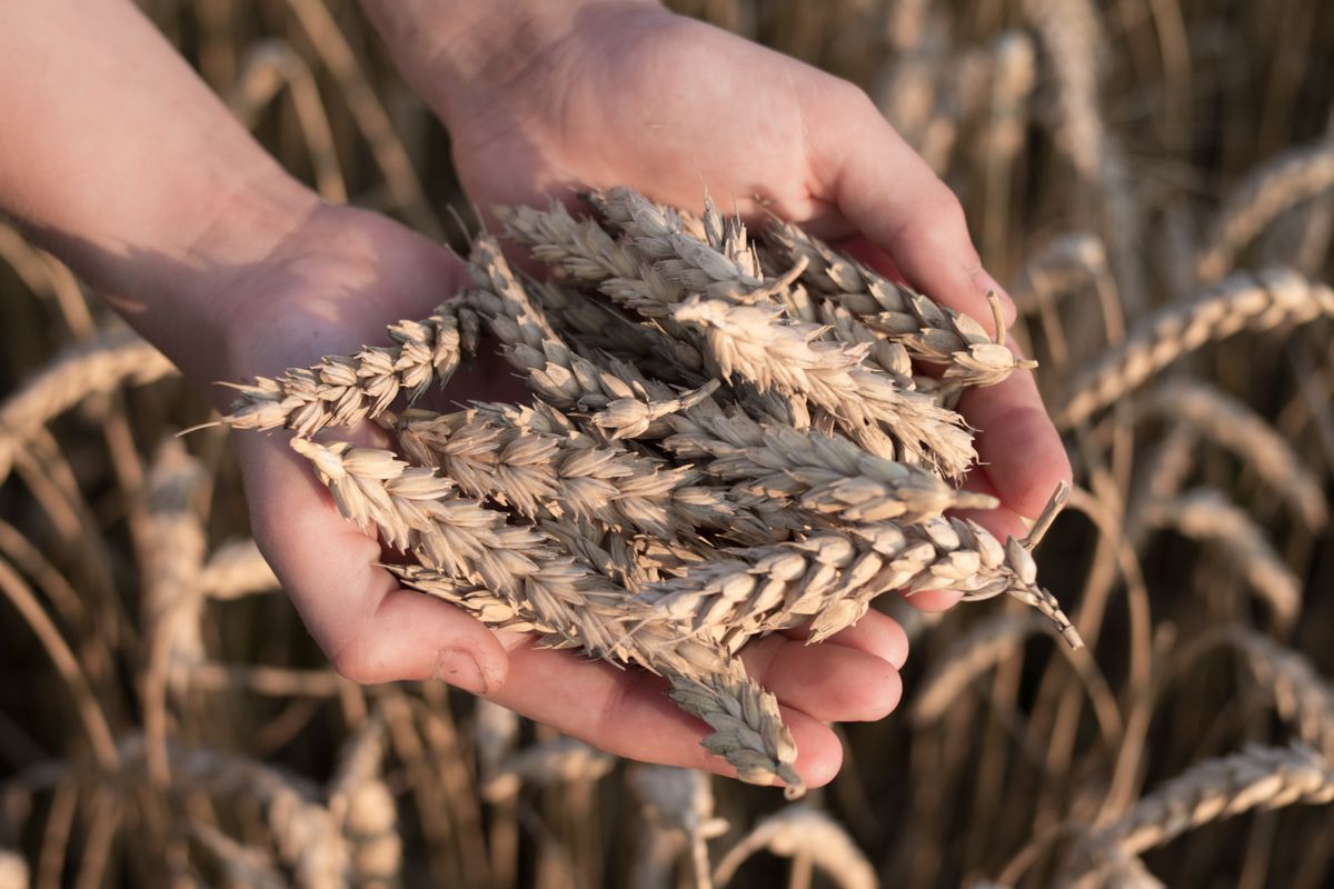 Hands holding ears of wheat - How to Please God, part 3
