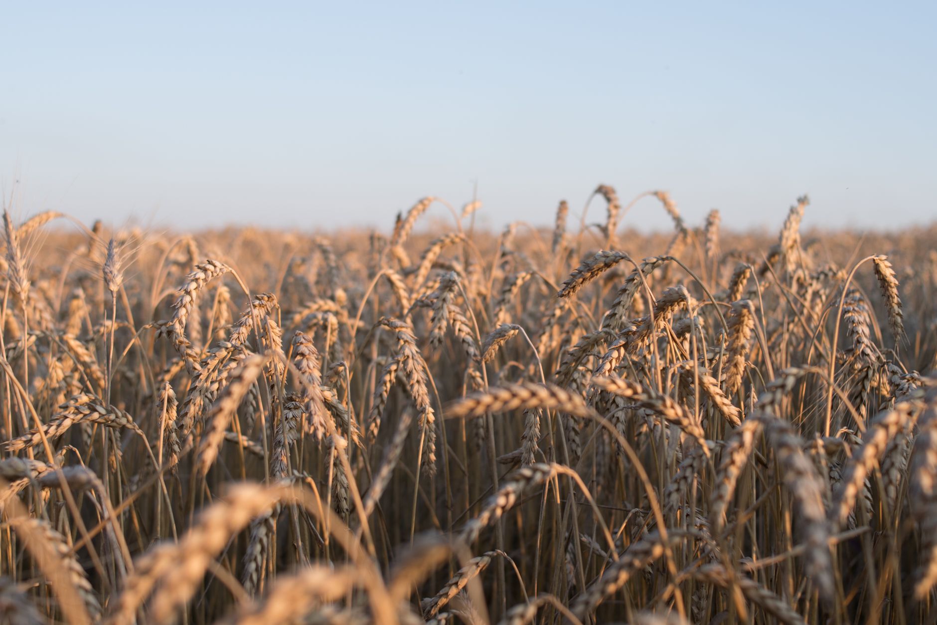 Expansive view of a golden wheat field during sunrise, symbolizing growth and nature's beauty.