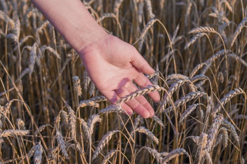 Close-Up Shot of a Hand Touching Wheat