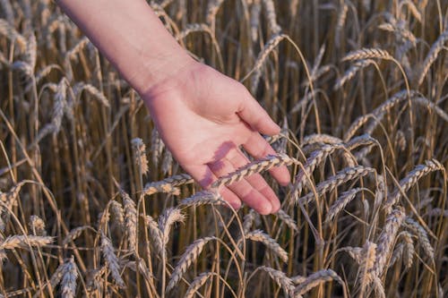 Základová fotografie zdarma na téma cereální, detail, dotýkání