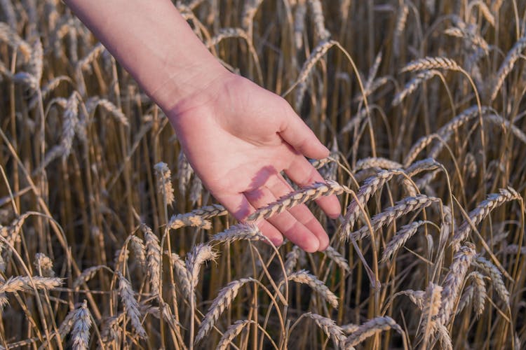 Close-Up Shot Of A Hand Touching Wheat