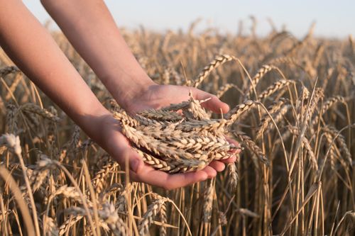 Free Hands holding harvested wheat, symbolizing agriculture and growth in a sunlit field. Stock Photo