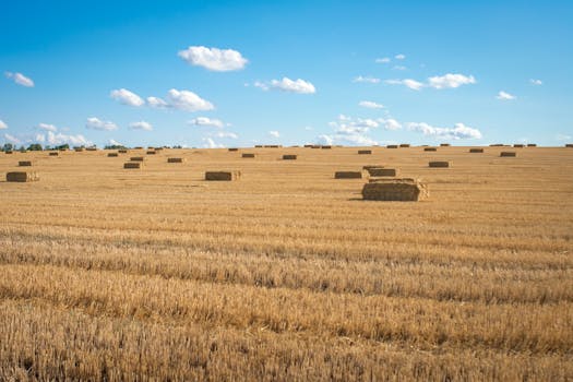 A picturesque farmland with numerous hay bales scattered under a vibrant blue sky.