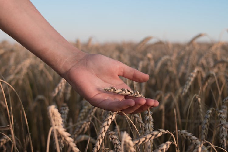 Close-Up Shot Of A Hand Touching Wheat