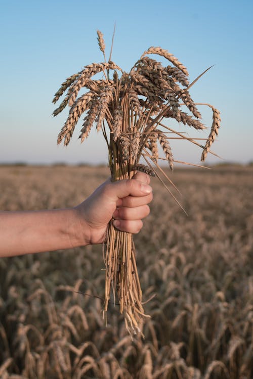 Close-Up Shot of Person Holding Wheat