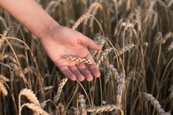 Dried Wheat in Close Up Photography