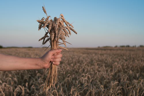 Close-Up Shot of Person Holding Wheat