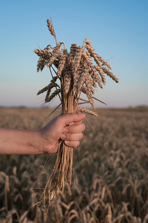 Free Close-Up Shot of Person Holding Wheat Stock Photo