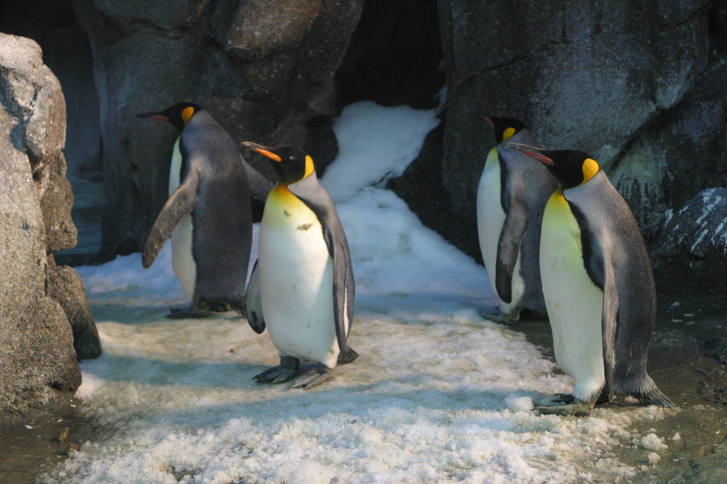 four-king-penguins-free-stock-photo