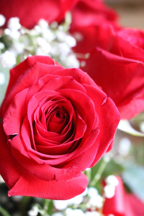 Free Close Up Photo of a Red Rose in Bloom Stock Photo