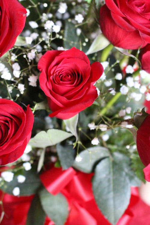 Free Close-Up Shot of Red Roses Stock Photo