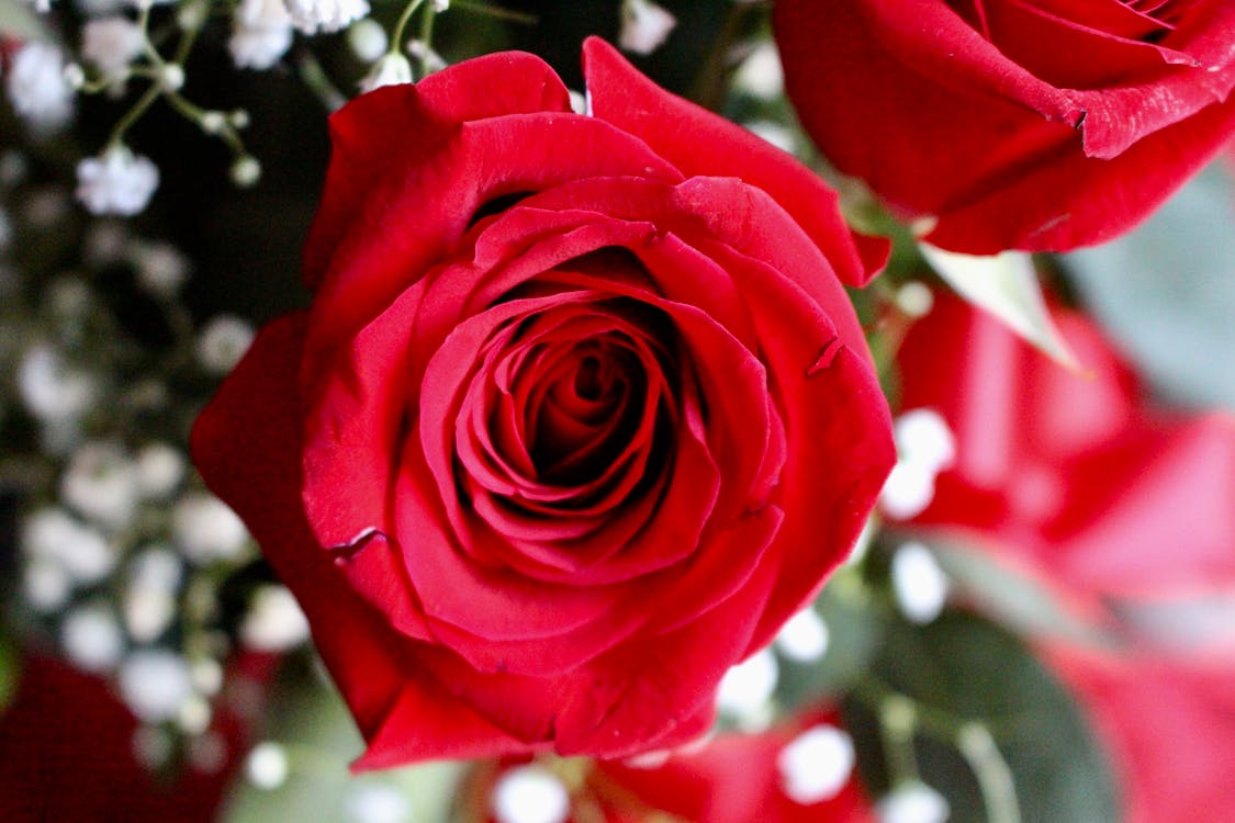 Red Rose in Close-Up Photography · Free Stock Photo