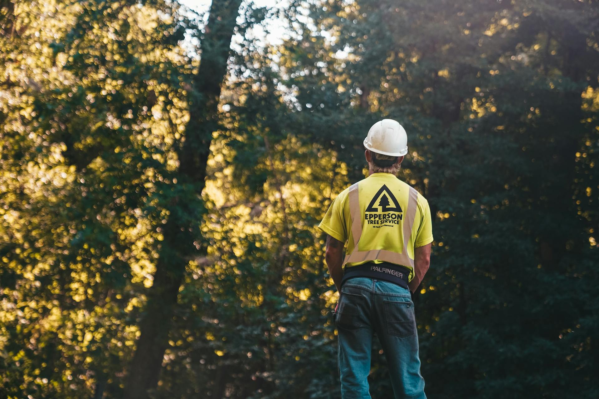 A tree service worker stands in a forest wearing a hardhat and safety vest, ready for a day of outdoor work.