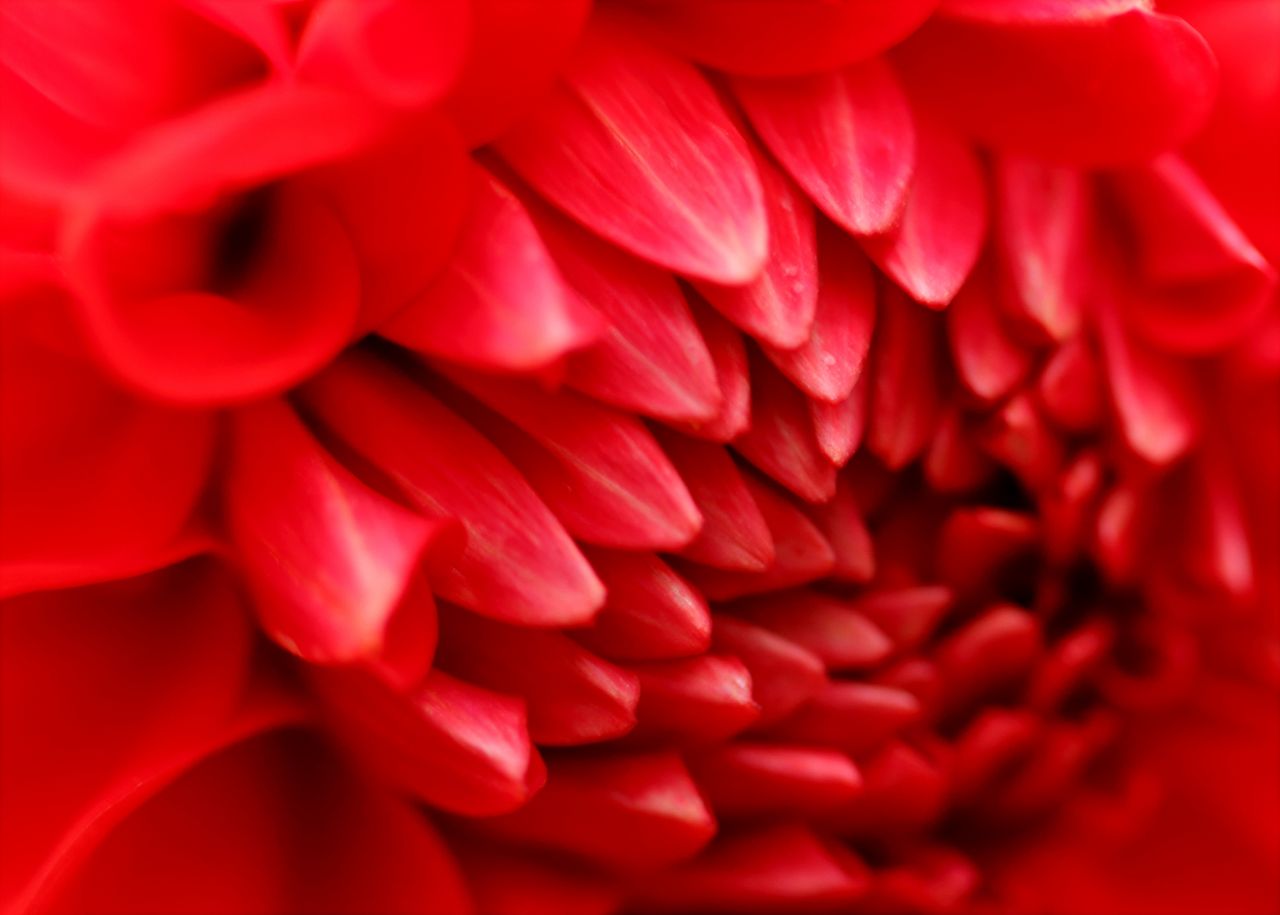 macro shot showcasing the vibrant red petals of a blooming dahlia flow