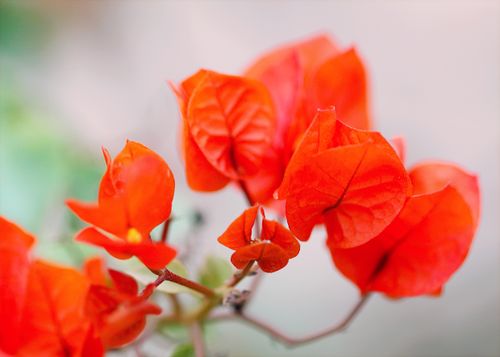 Free Macro shot of bright red bougainvillea flowers with soft background blur. Stock Photo