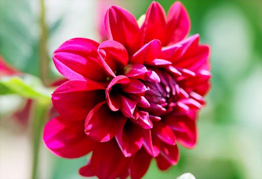 Close-up of a bright red dahlia flower in bloom, showcasing vibrant petals against a blurred nature background.