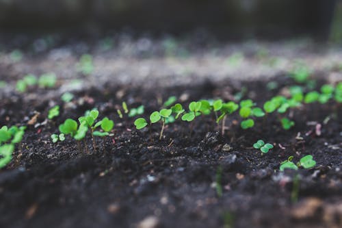 Základová fotografie zdarma na téma argula, botanický, pěstování