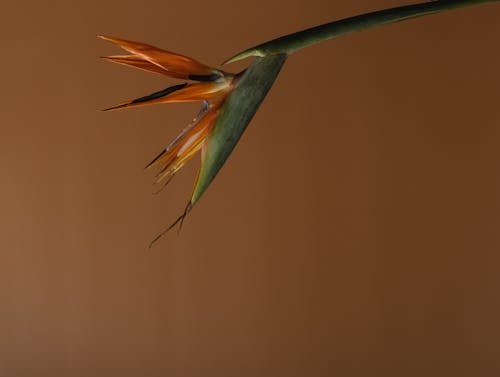 Close-Up Shot of a Bird of Paradise Flower 