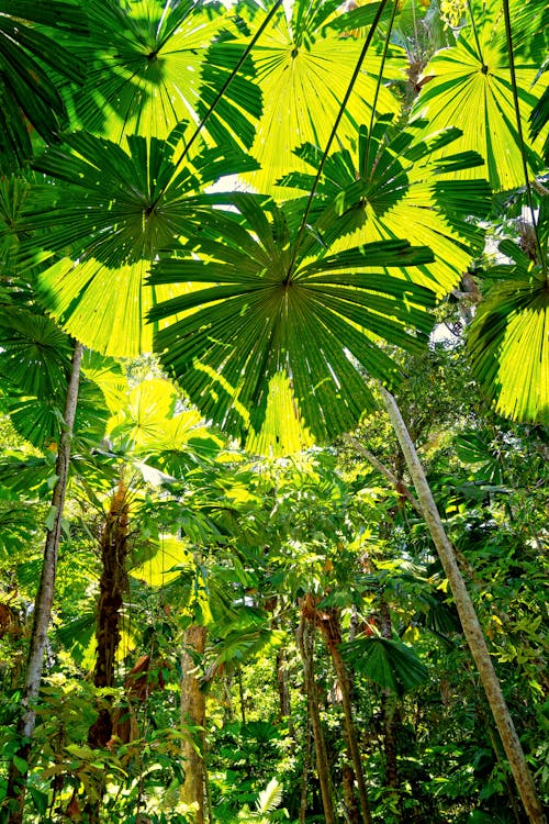 Low Angle Shot of Foliage in a Jungle 