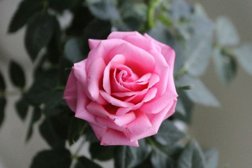 Free Beautiful close-up photograph of a fully bloomed pink rose with lush green leaves in soft focus. Stock Photo