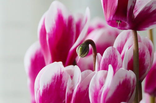 Gratis Immagine gratuita di botanica, crescita, fiori rosa Foto a disposizione