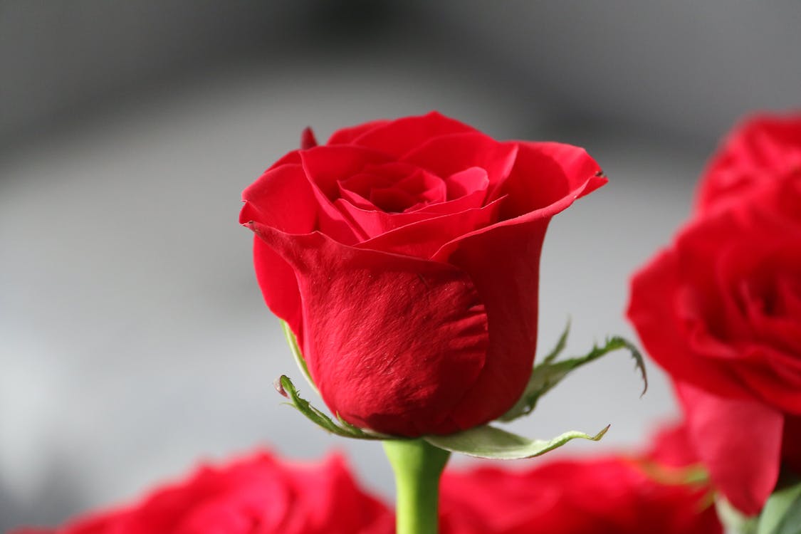 95,704 Red Rose Stock Photos, High-Res Pictures, and Images